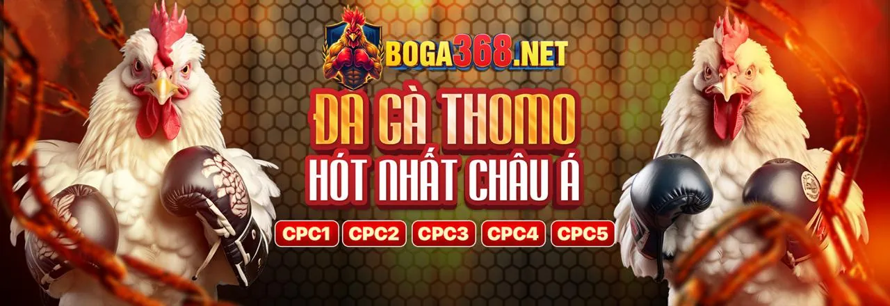 Đá gà trực tuyến bancaxeng - Đấu trường gà chọi